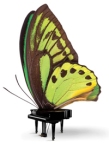CIPC-Butterfly